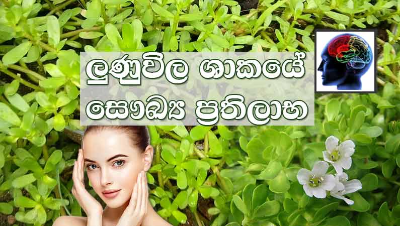 ලුණුවිල ශාකයේ සෞඛ්ය ප්රතිලාභ සහ භාවිතය