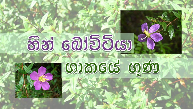 හීන් බෝවිටියාහි සෞඛ්ය ප්රතිලාභ හෙළිදරව් කිරීම.